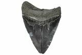 Serrated, Fossil Megalodon Tooth - South Carolina #367975-1